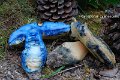 Gyroporus cyanescens-amf320